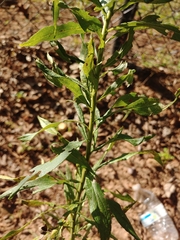 Solidago altissima