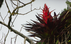 Tillandsia imperialis