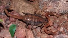 Uroplectes planimanus