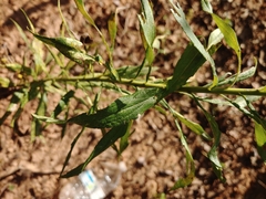 Solidago altissima
