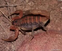 Uroplectes planimanus