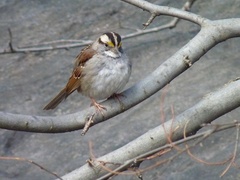 Zonotrichia albicollis