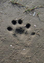 Aonyx capensis capensis