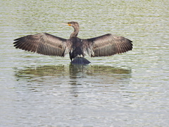 Phalacrocorax carbo