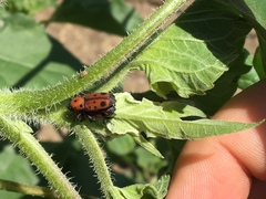 Rhodobaenus tredecimpunctatus