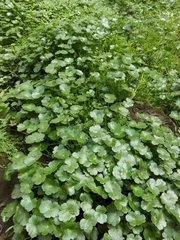 Hydrocotyle ranunculoides