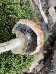 Leratiomyces squamosus