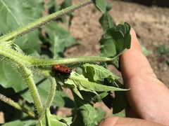 Rhodobaenus tredecimpunctatus