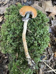 Leratiomyces squamosus