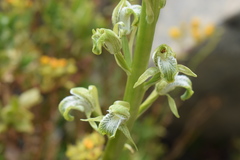 Chloraea cylindrostachya