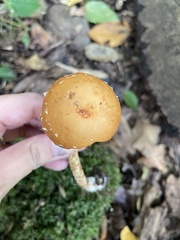 Leratiomyces squamosus