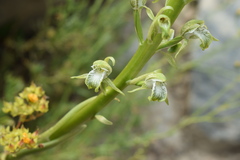 Chloraea cylindrostachya