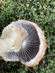 Leratiomyces squamosus