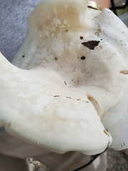 Clitocybe phyllophila