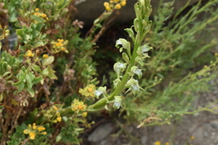 Chloraea cylindrostachya
