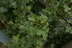 Dasineura crataegi