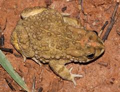 Vandijkophrynus angusticeps