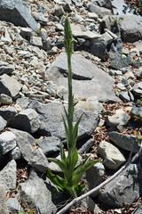 Chloraea cylindrostachya