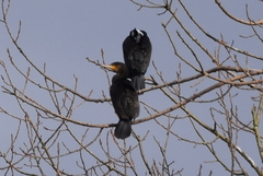 Phalacrocorax carbo