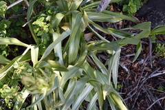 Chloraea cylindrostachya