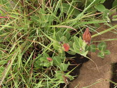 Asclepiadinae