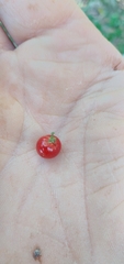 Allophylus guaraniticus
