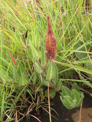 Asclepiadinae