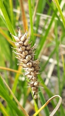 Carex retrorsa