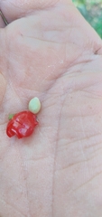Allophylus guaraniticus