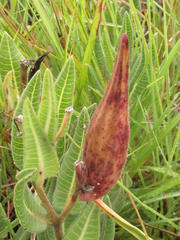 Asclepiadinae