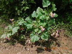 Proboscidea louisianica