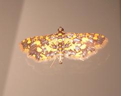Eurrhyparodes tricoloralis