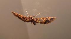 Eurrhyparodes tricoloralis