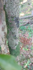 Allophylus guaraniticus