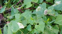 Leucospilapteryx venustella