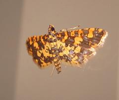 Eurrhyparodes tricoloralis