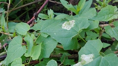 Leucospilapteryx venustella