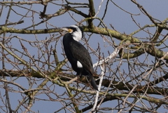 Phalacrocorax carbo