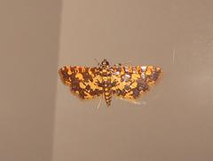 Eurrhyparodes tricoloralis