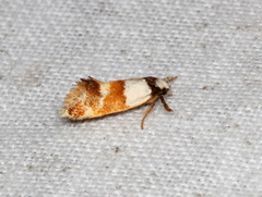 Crepidosceles glycydora