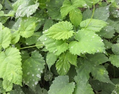 Podosphaera macularis