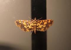 Eurrhyparodes tricoloralis
