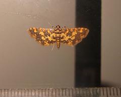 Eurrhyparodes tricoloralis