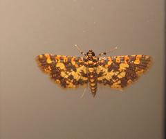 Eurrhyparodes tricoloralis