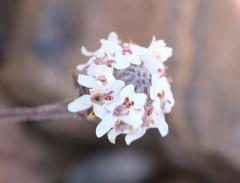 Pseudoselago prostrata