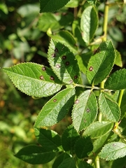 Rosisphaerella rosicola