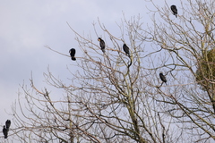 Phalacrocorax carbo