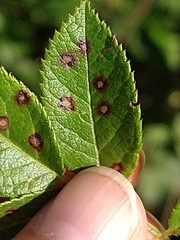 Rosisphaerella rosicola
