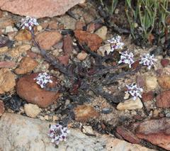 Pseudoselago prostrata