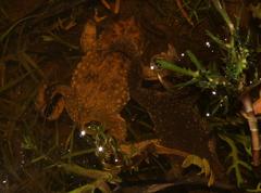 Vandijkophrynus angusticeps